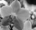 Kwik Orchids