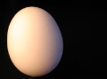 Square Egg